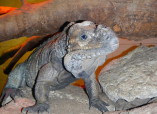 Terrario per iguana 1173 0 terrario iguana_ok